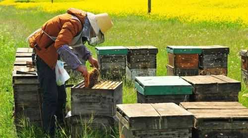 立春过蜂怎么管理,立春养蜂 