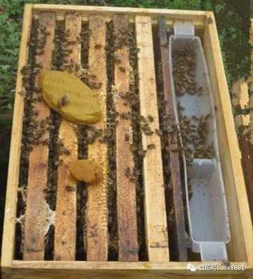 野生蜜蜂怎样移到家里饲养