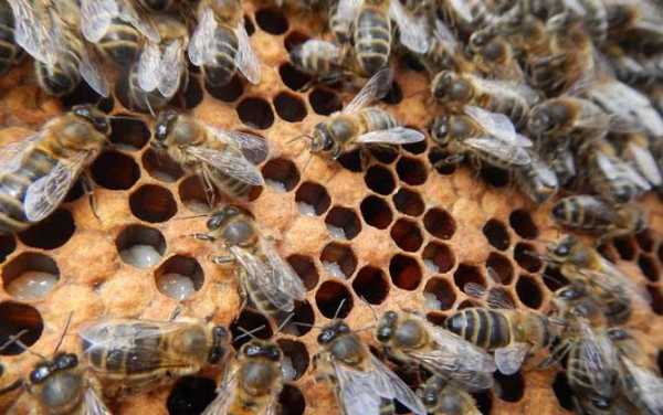 蜜蜂多少只能养成群