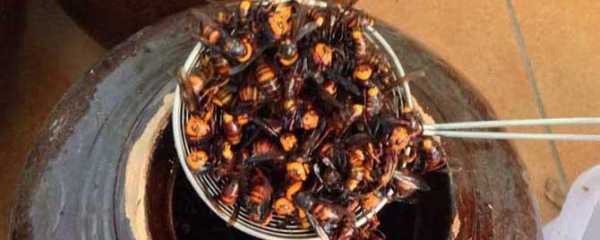 油炸虎头蜂可以吃多少,虎头蜂怎么吃最有营养 