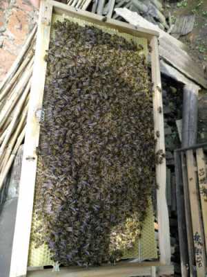 一箱蜜蜂有多少斤蜜蜂呢
