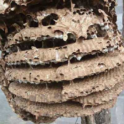 野生蜂巢吃了有什么好处_野生蜂巢有啥作用