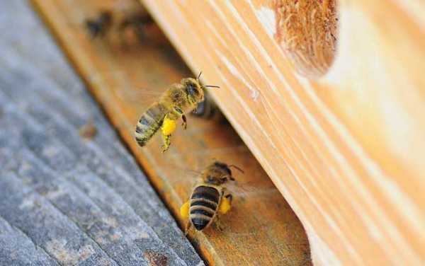 怎样养一个蜜蜂