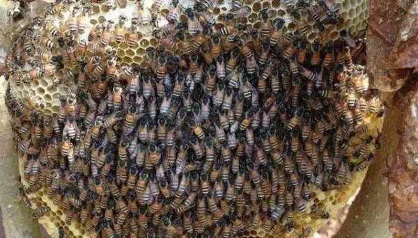  野生蜜蜂怎么过冬「野蜜蜂如何过冬」