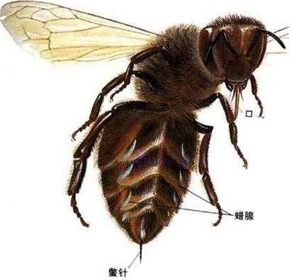 怎么观察蜜蜂_怎么观察蜜蜂的刺有没有掉