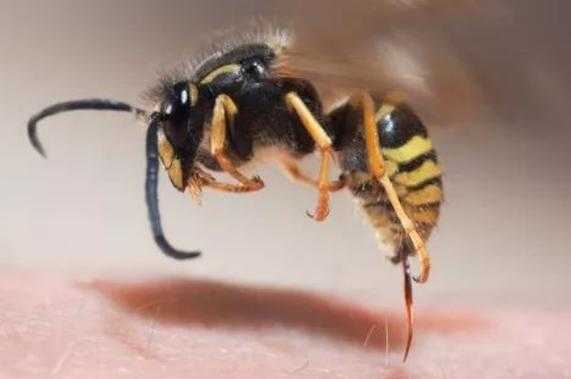 蜜蜂蜂毒怎么解-蜜蜂毒怎么用