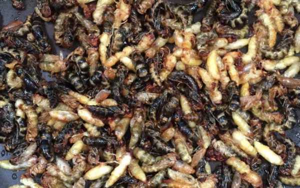  吃多少蜂蛹会导致休克「蜂蛹吃多了会怎么样」