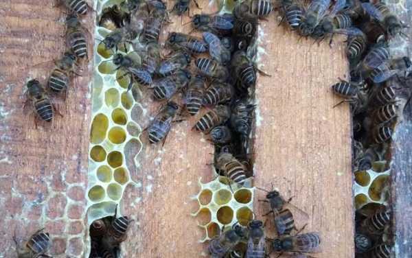 10群蜂一年能产多少蜂蜜_一群蜂一年能分几群蜂