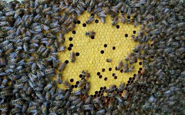 分蜂期蜜蜂分蜂隔多久-分蜂分多少走