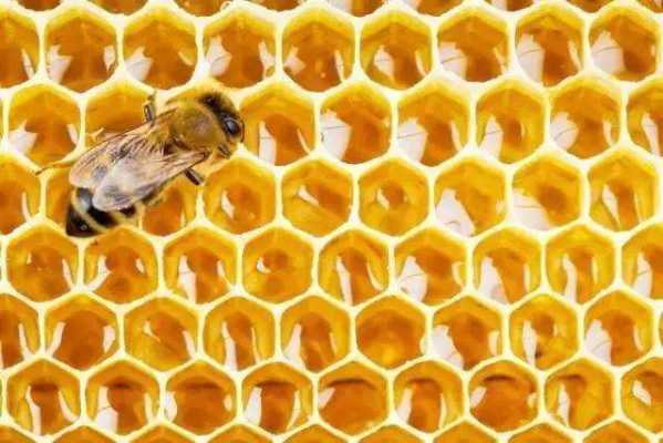 为什么蜜蜂不上脾造巢 蜜蜂为什么不在脾上筑巢