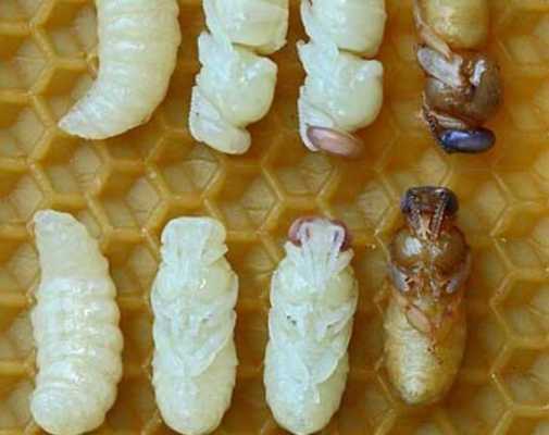 蜂蛹吃了有什么好处功效和作用 蜂蛹吃了有什么好处