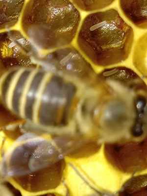 中蜂蜂王产卵规律-中蜂王产卵多少天出蜂