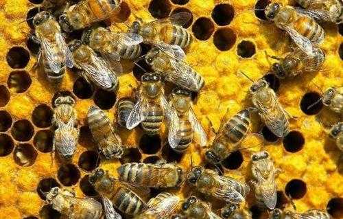 养蜜蜂为什么不会风湿（为什么蜜蜂越养越少）