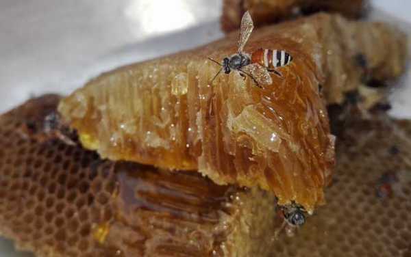 蜂巢里面的蜜怎么弄出来