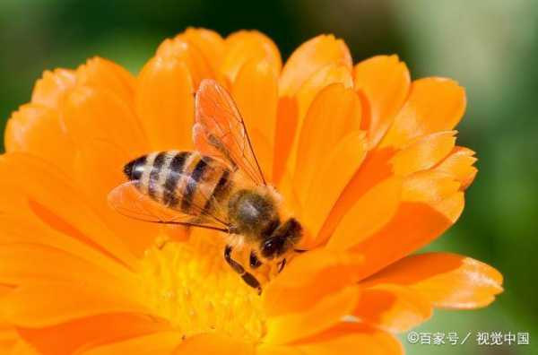 蜜蜂最适合的温度是多少-蜜蜂最适合温度是多少