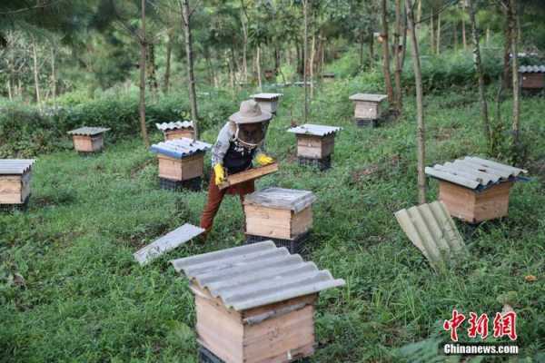  云南养蜂户有多少「云南养蜂政策」