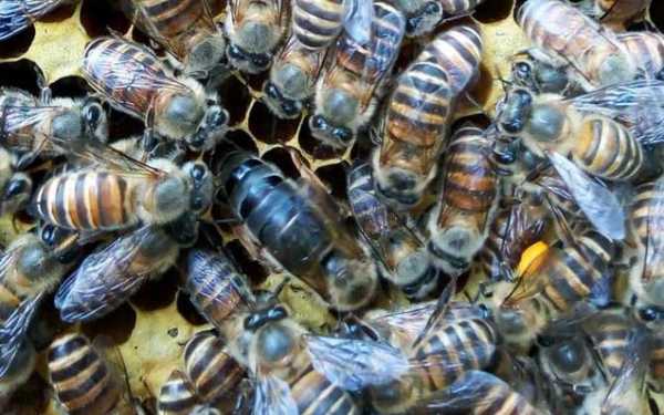 蜜蜂耐高温多少度最好 蜜蜂耐高温多少度