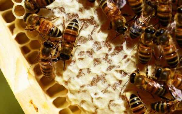 密蜂巢王是什么原因