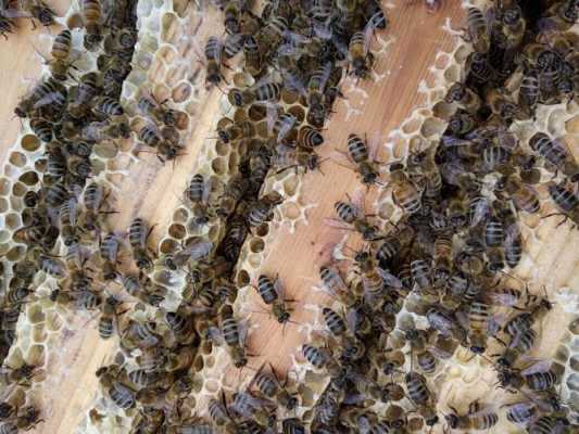 意蜂封盖蜜的浓度是多少,意蜂封盖子能不能调到中蜂群 