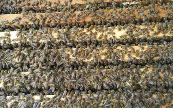 蜂子怎么养殖技术-蜂仔怎么采