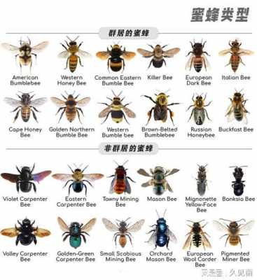 世界的蜜蜂有多少种,世界上有几种蜜蜂?他们叫什么名字? 