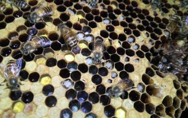  中蜂蜂巢又黑又烂是什么病「中蜂发黑是什么原因」