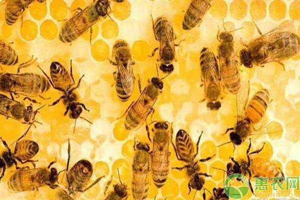 一造脾有多少只蜜蜂（造一张脾要消耗多少蜜）