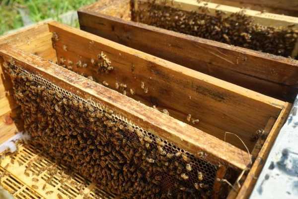一只蜂王能有多少蜂蜜