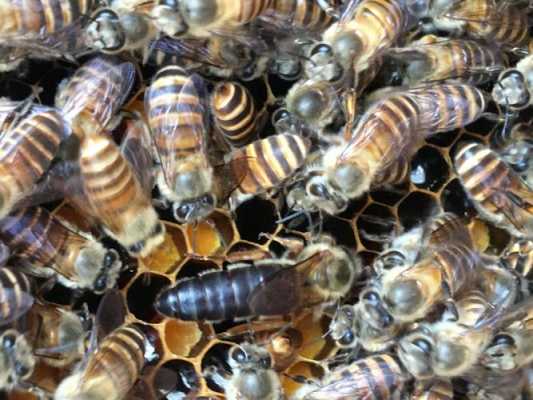 一只蜂王能有多少蜂蜜