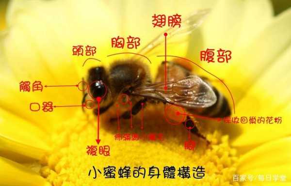 蜜蜂有多少知识