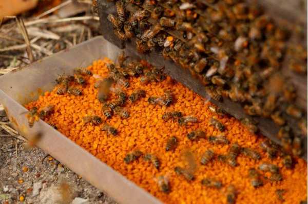 蜜蜂花粉加水多少比例,密蜂的花粉可以泡水喝吗? 