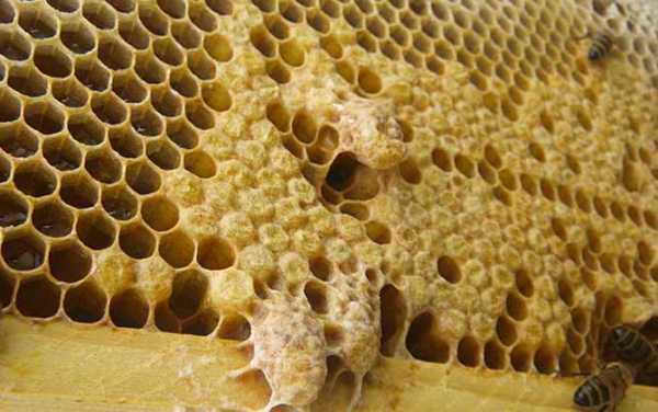 蜂王产卵到幼虫多少天