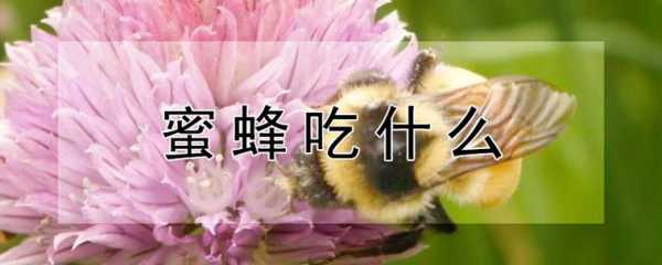 蜜蜂冬天要吃多少蜂蜜_冬天蜜蜂多久喂一次