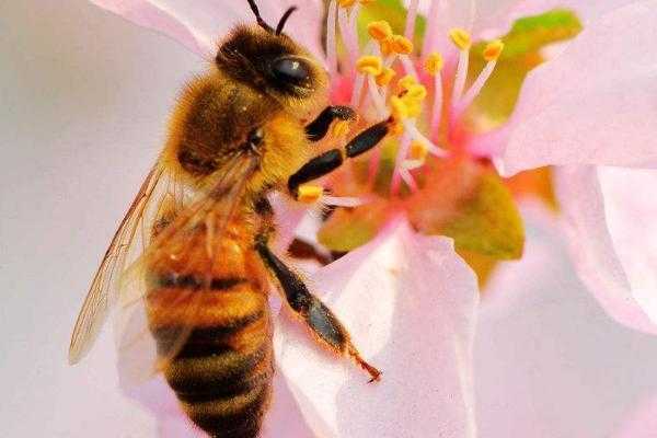 蜜蜂为什么酿花蜜,蜜蜂酿花蜜是为了什么 