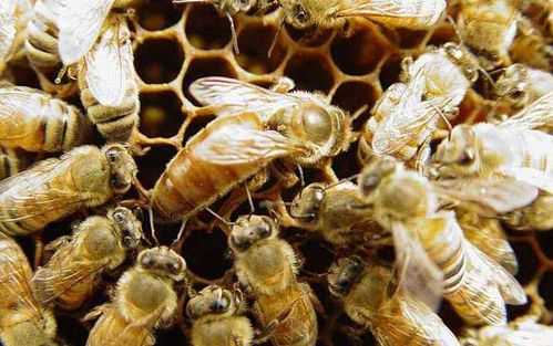 蜂群怎么不长螨虫（养蜂知识大全怎么才能去除蜂螨）