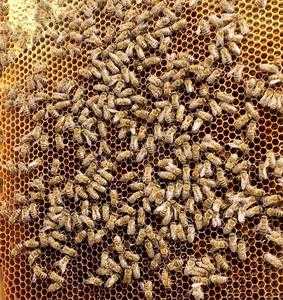 一箱蜜蜂有多少蜂_一箱蜜蜂有多少蜂蜜