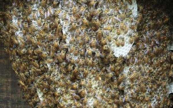 中蜂一年可以繁殖几箱-中蜂一年能繁殖多少群