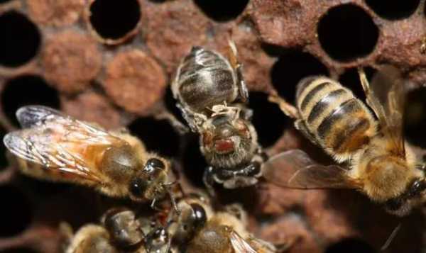 土蜂蜂螨病怎么办能治好吗