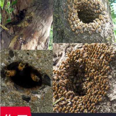 树洞里的蜜蜂怎么收捕蜂王能出来吗 怎么诱捕树洞里的蜜蜂