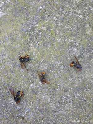 蜜蜂的天敌胡蜂怎么打架的的简单介绍