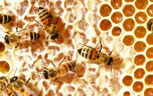蜜蜂是怎么酿蜂蜜的