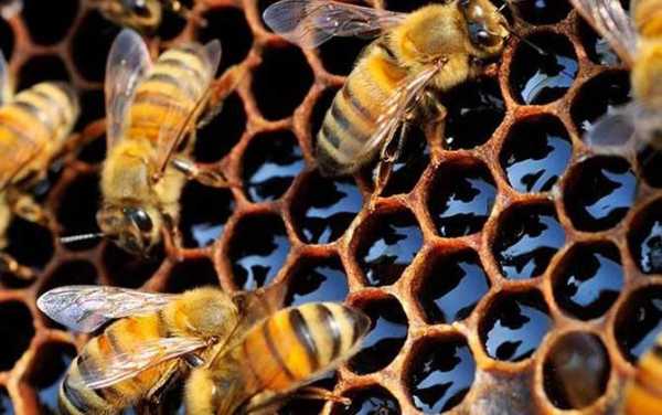 秋天产什么蜜蜂最多
