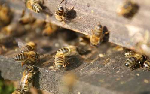  繁蜂最佳时间是多少「春季繁蜂最佳群势」