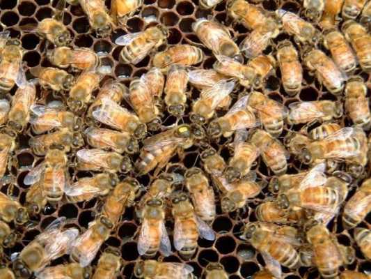 工蜂用什么喂养幼虫（工蜂饲喂蜂王图片）