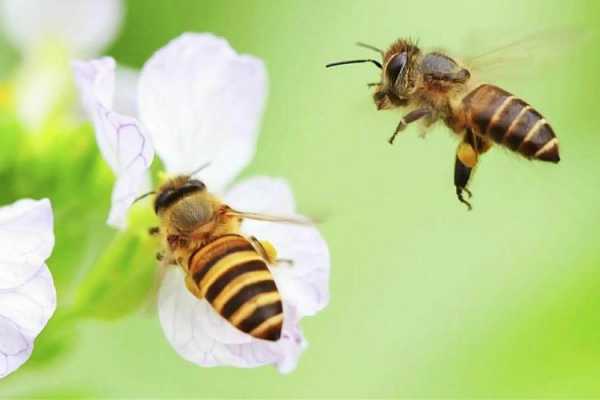 蜜蜂什么季节消失