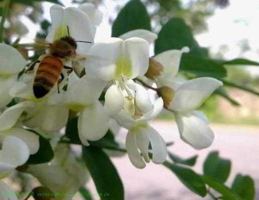 蜜蜂为什么要吃花粉-蜜蜂为什么吃洋槐花