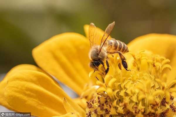 蜜蜂能飞多少层楼高,蜜蜂可以飞多高去采蜜 