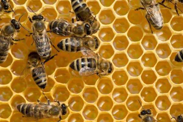 蜜蜂幼虫多久时间喂养一次 一只蜜蜂幼虫需要多少蜜