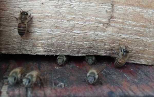 蜜蜂怎么诱捕,蜜蜂怎么诱捕蜂王 
