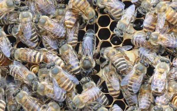 怎么使中蜂快速繁殖_如何让中蜂繁殖的更快